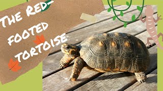 Red Footed Tortoise  Everything You Need To Know [upl. by Dranal]