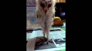 Barn Owl Chick  Hissing [upl. by Findley]