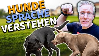 Körpersprache und Kommunikation unserer Hunde verstehen  so hab ich es gelernt [upl. by Hayimas360]