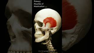 This is how muscles for Mastication works Primary Muscles of Mastication anatomy 3d [upl. by Vida871]