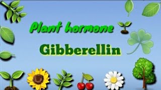 GibberellinPlant hormone 🌱Physiology and effect in Hindi amp English 🤗 [upl. by Erolyat]