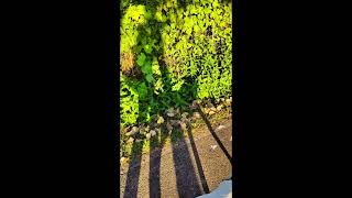 Dog Walking silhouette w Crickets ASMR dog asmr silhouette SHORT [upl. by Christoper]