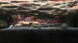 Borneo Loach Feeding [upl. by Eimma]