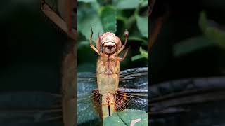 Hungry Dragonfly shorts nature trending food [upl. by Rush]