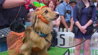 Hophaus Annual Dachshund Race  City of Melbourne [upl. by Hayarahs278]