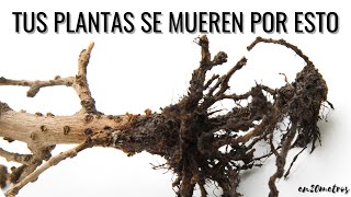 PLANTAS DE INTERIOR cómo EVITAR QUE SE MUERAN cuidados básicos en casa  en20metros [upl. by Dody]