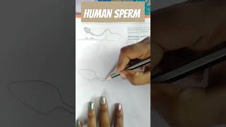 How to Draw Spermatozoon  Structure of Human Sperm easy drawing [upl. by Kcerred]