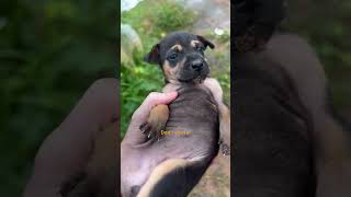 He Found 3 Puppies On Side Of Road  The Dodo [upl. by Derwood]