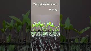 Growing tomato from seed [upl. by Ytsim]