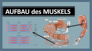 Muskelanatomie  Aufbau des Muskels  Skelettmuskulatur im Detail  Aktin Myosin amp ZScheiben [upl. by Akienahs870]