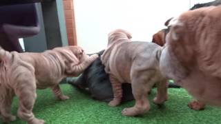 crazy sharpei puppy [upl. by Aerdnwahs]