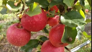 Apple picking Bilpin Farm NSW Autumn 2021 Australia [upl. by Ulrick]