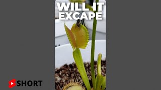 Venus Flytrap Vs Fly  Will It Escape  Carnivorous Plants Eating Short [upl. by Marge]