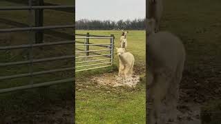 Hilarious Alpacas Jump Over a Little Puddle Alpacas Shorts [upl. by Curtice]