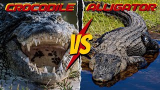 quotAlligator vs Crocodile  Differences Unveiled [upl. by Nylirrej124]