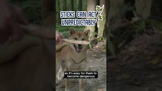 Should You Let Your Dog Chew Sticks shorts [upl. by Neuburger]