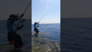 Shore jigging is my favorite game 💪 fishing nature fyp seanature صيد صيدالسمك pescadores [upl. by Ahsemik]