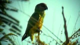 Senegal Parrot Poicephalus senegalus [upl. by Lafleur]