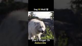 dog VS wolf viral shorts trending shortsfeed movie explaind story viralvideo [upl. by Aicirtan]