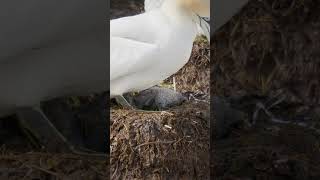 Gannet Chick Going To The Bathroom shorts [upl. by Errehs527]