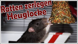 Ratten zerlegen Heuglocke Zeitraffer [upl. by Pavior]