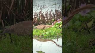 You Wont Believe Whats Lurking in Crocodile Lake nationalpark [upl. by Danieu205]