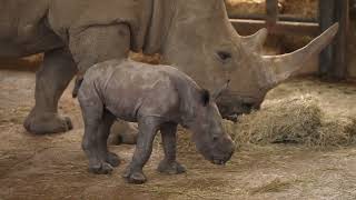 VISIT TO Whipsnade Zoo celebrating the birth of a baby southern white rhino [upl. by Ovid]