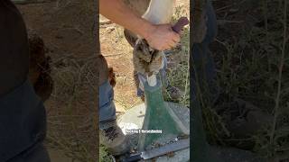 Trimming long horse hoof asmr horsehoof satisfying shortsviral [upl. by Netty]