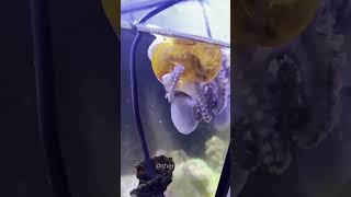 Octopuses Are Mollusks 🐙😲 [upl. by Earaj]