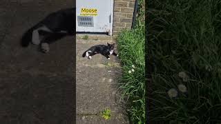 cute Moose kitten cat enjoying the Spring Sunshine [upl. by Brittany]