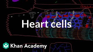 Heart cells up close  Circulatory system physiology  NCLEXRN  Khan Academy [upl. by Moon817]