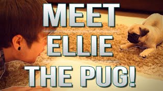 TDM Vlogs  MEET ELLIE THE PUG  Episode 17 [upl. by Freddi]