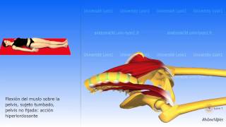 Psoas ilíaco [upl. by Anal]