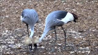 Tanzende Kraniche im Frühling  Dancing Cranes in Springtime [upl. by Daniyal735]