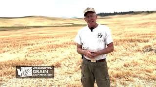 Washington State Wheat amp Barley Crop Update August 2023  Palouse [upl. by Euqinay379]