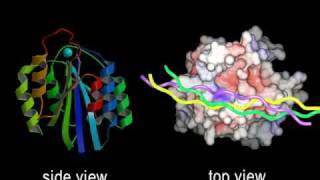 IntegrinCollagen binding interface Rate My Science [upl. by Skip]