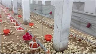 poultry farm chicks brooding in winter season  Broiler chicks arrival day 1 routine work feeding [upl. by Earvin749]