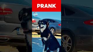 Doorbell sound to prank your dog funny [upl. by Medrek]