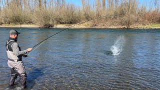 Willamette Valley Steelhead On The Swing [upl. by Gapin]