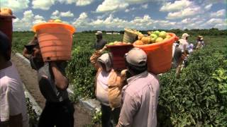 Tomatoes Round  Harvesting [upl. by Araj]