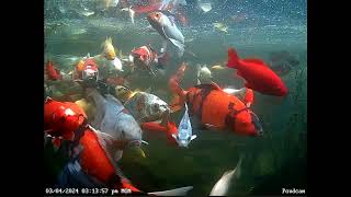 koi and goldfish pond 240303 pondcam while filling up [upl. by Darrell]