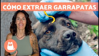 Cómo QUITAR una GARRAPATA a un PERRO correctamente 🐶🕷️ Paso a Paso [upl. by Notaek]