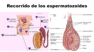 Recorrido de los espermatozoides [upl. by Aluk]