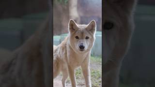 Dingo Encounterdingos dingos australia animals wildlife wildlifephotography [upl. by Curnin147]