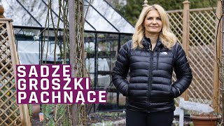 Sadzę groszki pachnące  co zrobić by obficie kwitły [upl. by Anivahs948]