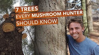 7 Trees Every Mushroom Hunter Should Know [upl. by Enirahtak]