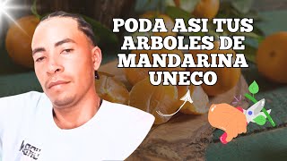 ✔Poda en Arbol de Mandarina Uneco  agricultura poda mandarinauneco [upl. by Harmonie]