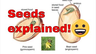 Seed germination explained What is a seed How do seeds grow [upl. by Cuthbert]