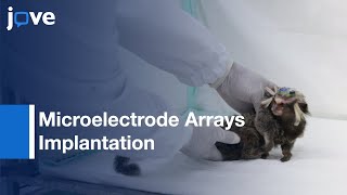 Microelectrode Arrays Implantation by Surgery  Protocol Preview [upl. by Charteris]