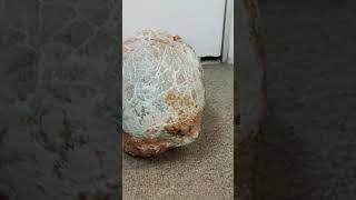 Rare Dinosaur egg dinosaur egg forsale [upl. by Ttihw647]